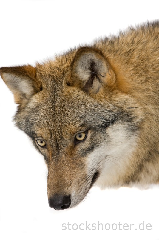 IMG_1010_wulf.jpg - wild wolf in a forrest
