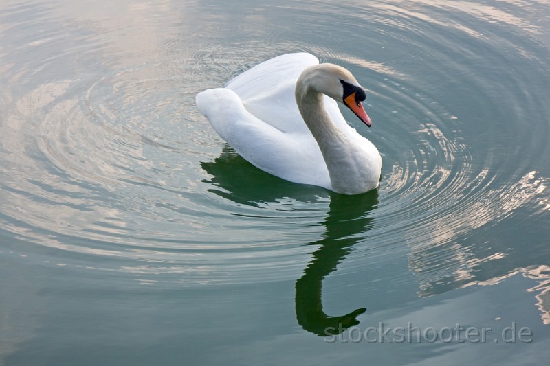 IMG_3492_swan.jpg - white swan and water reflections