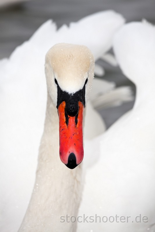 _MG_0393_swan.jpg - white swan on a winters day
