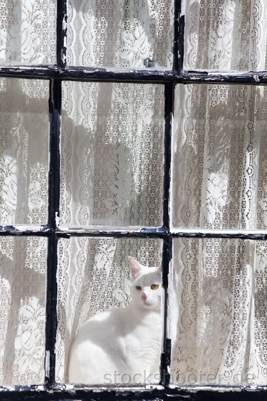 _MG_1314_cat.jpg - white cat in a window