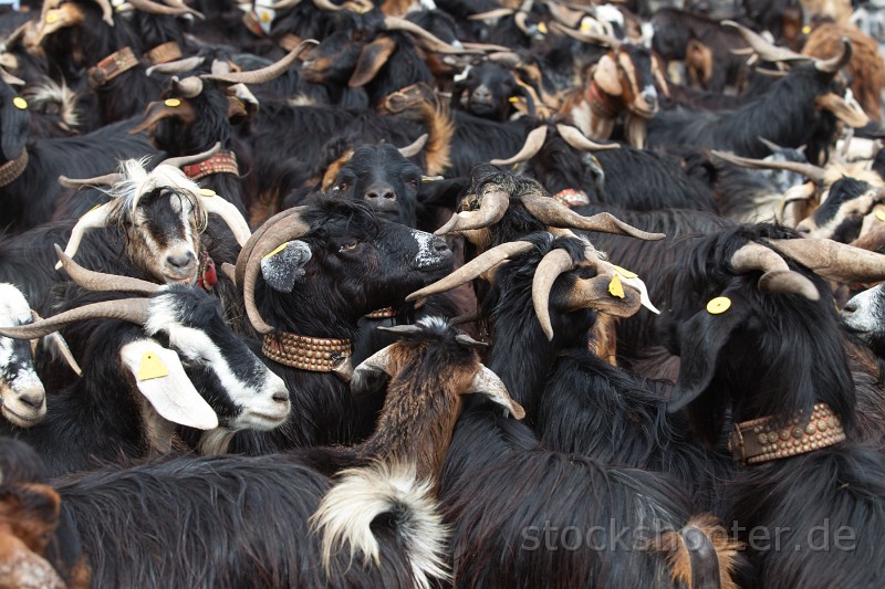 _MG_4212_goats.jpg - herd of goats