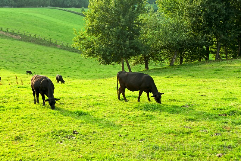 _MG_7072_cows.jpg - Kühe auf einer grünen Wiese