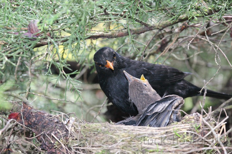 amsel9.JPG - a blackbird feeding little birds in their nest