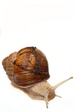 IMG_4909_snail