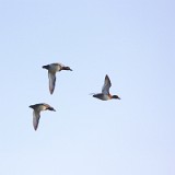 flyingDucks