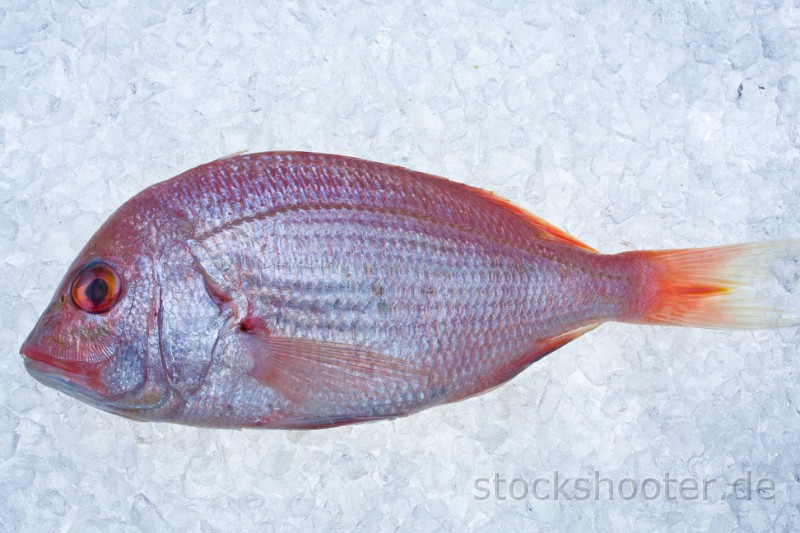 IMG_1657_fish.jpg - single raw gilthead fish on crushed ice