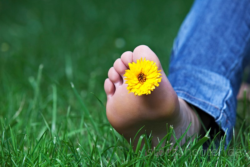 _MG_6487_flowerfoot.jpg - single yellow hawksbeard flower between the toes