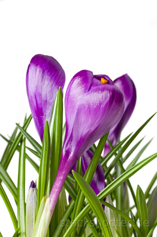 IMG_2819_crocus.jpg - detail of purple crocus flowers