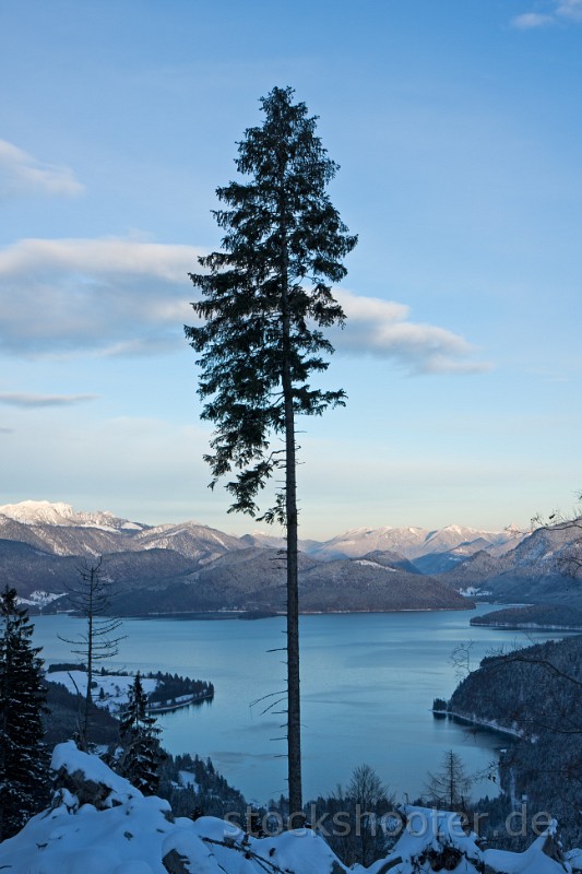 IMG_8323_tree.jpg - single tree with a view of lake walchensee