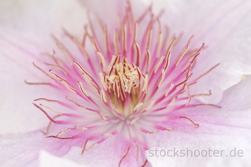 _MG_0180_clematis.jpg - closeup of a clematis flower