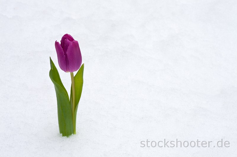 _MG_0879_snowtulip.jpg - purple tulip in the fresh snow