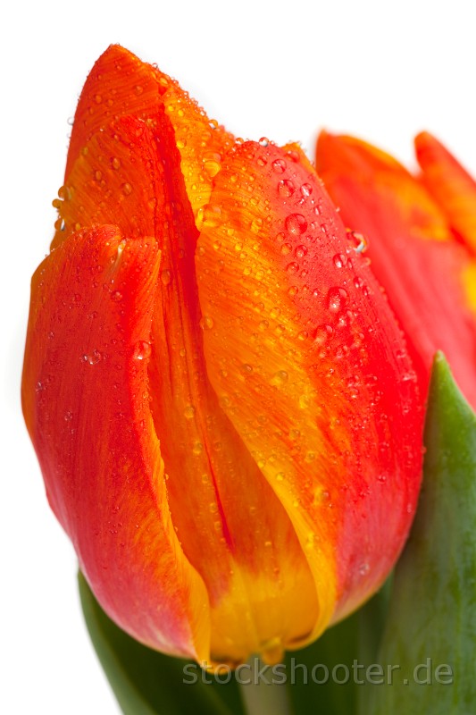 _MG_0906_tulipdrops.jpg - closeup of dew drops on an orange tulip