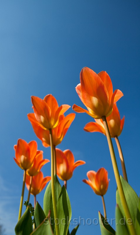 _MG_4190_tulip.jpg - orange Tulpen und ein strahlend blauer Himmel