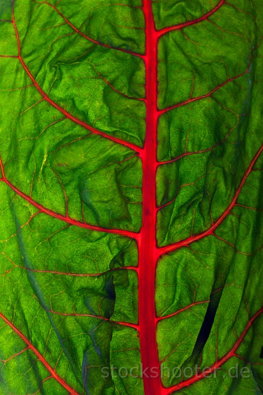 _MG_4829_mangold.jpg - closeup of a backlit mangold leaf