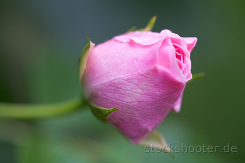 _MG_5601_rose.jpg - Nahaufnahme von Tautropfen auf einer rosa Rose