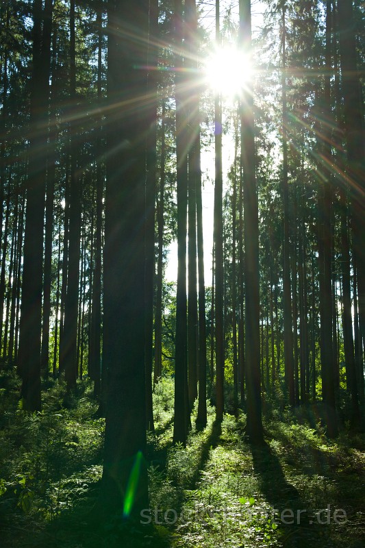 _MG_7113_sun_wood.jpg - Strahlen in einem Wald im Sommer