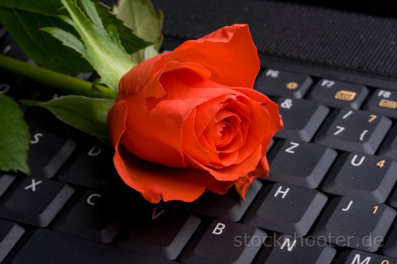 roseOnKeyboard2.jpg - rote Rose auf Notebook-Tastatur