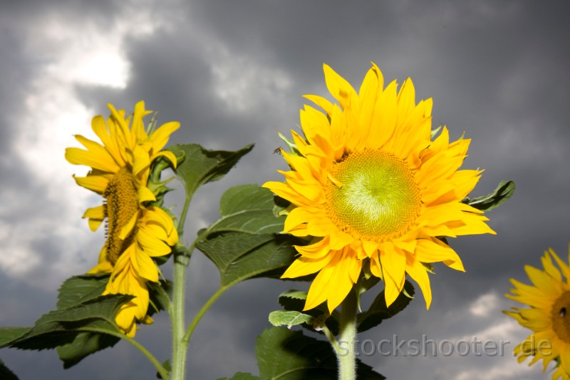sunflower6.jpg - sunflowers outdoor on a stormy day