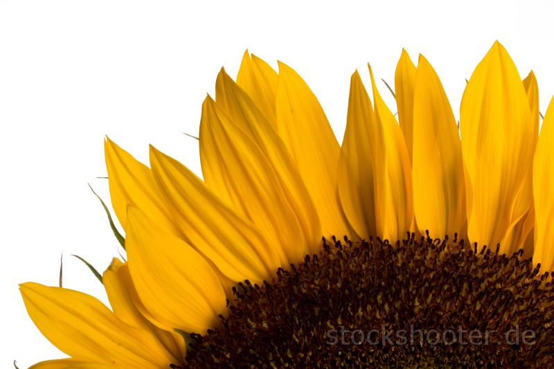 sunflowerStudioDetail3.jpg - Detail einer Sonnenblume auf weißem Hintergrund